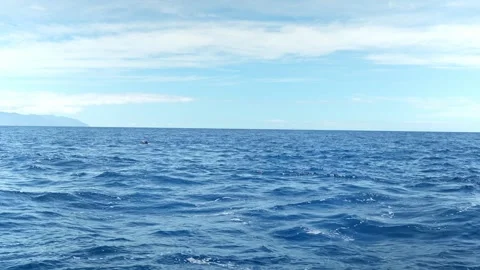 Blue sea with Common bottlenose dolphin jumping on distance out of water Stock Footage 246497006