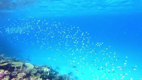 Blue sea fish Stock Footage 243541262