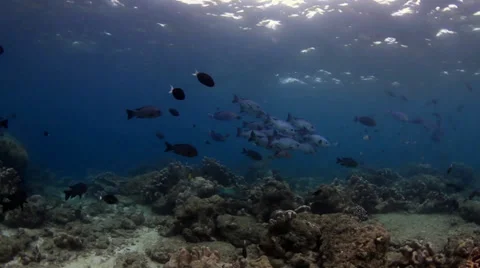 Blue sea perch Vidéo 39949051