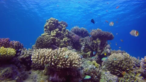 Blue Sea Red Corals Reef Stock Footage 341696100
