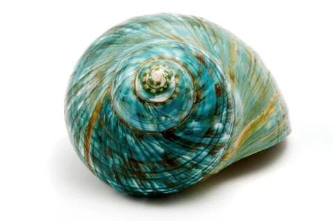 Blue sea shell Stock Photos