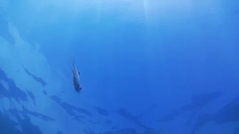 Blue sea, sun rays, tropical fish Stock Footage 339931984