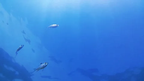 Blue sea. tropical fish 스톡 동영상 339931988
