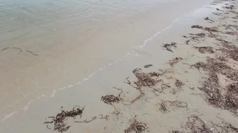 Blue sea wave background on sandy beach with seaweed Stock Footage 231139759