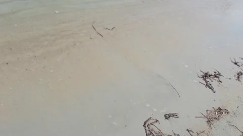 Blue sea wave background on sandy beach with seaweed Video stock 241940438
