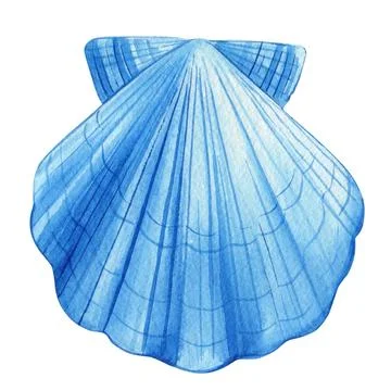 Blue seashell on isolated white background, watercolor hand-drawing painting Stock Illustration