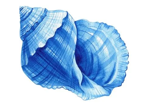 Blue seashell on isolated white background, watercolor hand-drawing painting Stock Illustration
