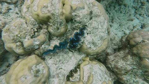 Blue Seashell Opening and Closing in a Coral Reef, Maldives Stock Footage 142652167