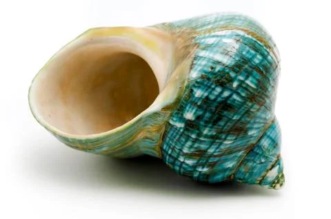 Blue seashell Stock Photos