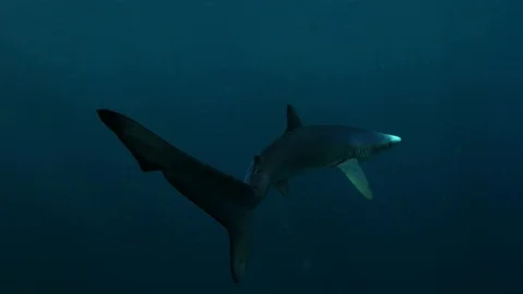 Blue Shark in deep blue ocean SLOW Stock Footage 106059609