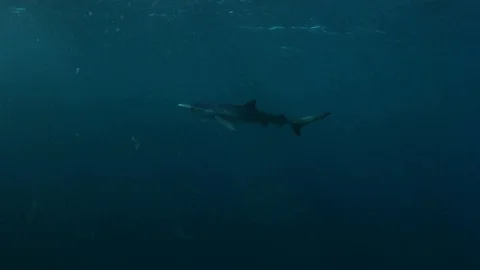 Blue Shark in deep blue ocean SLOW Stock Footage 106059691