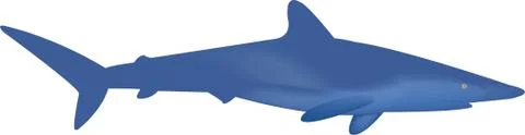 Blue shark Stockillustratie
