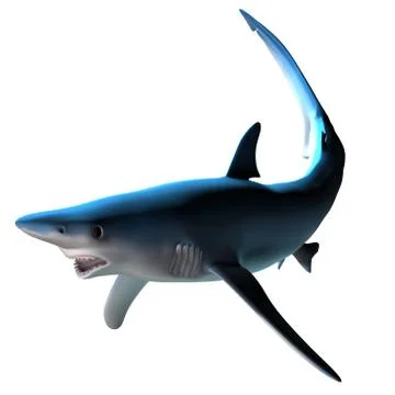 Blue Shark Stock Illustration