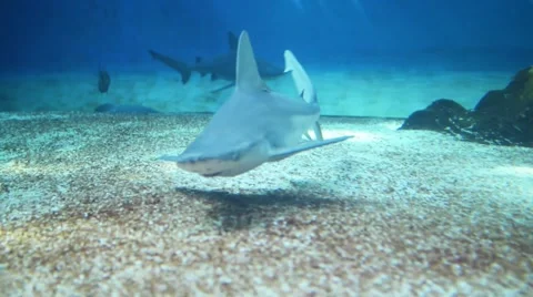 Blue shark (Prionace glauca) 스톡 동영상 58699252