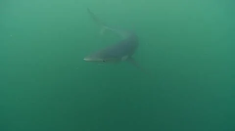 BLUE SHARKS - PACIFICA OCEAN - CALIFORNIA Stock Footage