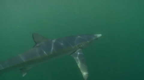 BLUE SHARKS - PACIFICA OCEAN - CALIFORNIA Stock Footage