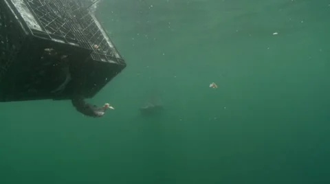 BLUE SHARKS - PACIFICA OCEAN - CALIFORNIA Stock Footage