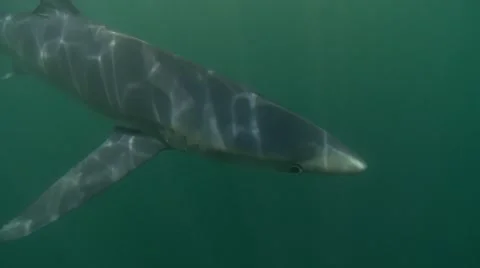 BLUE SHARKS - PACIFICA OCEAN - CALIFORNIA Stock Footage