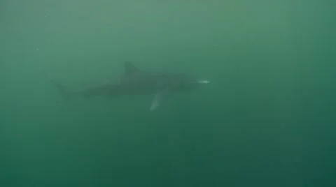 BLUE SHARKS - PACIFICA OCEAN - CALIFORNIA Stock Footage