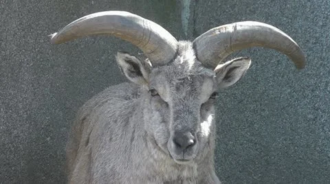 Blue sheep Stock Footage 10917538