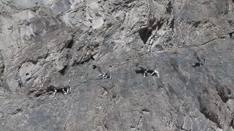 Blue Sheep herd walking in mountain in Ladakh in India 3 Stock Footage 54700117