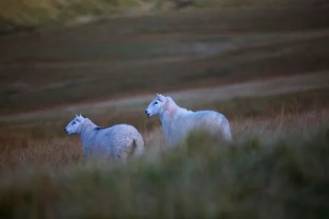 The blue sheep  Stock Photos