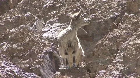 Blue Sheep walking in Himalaya 2 Stock Footage 58352002