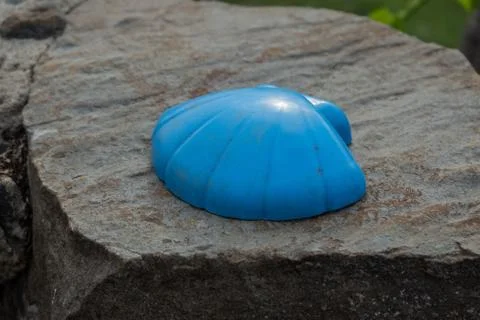 The blue shell Stock Photos
