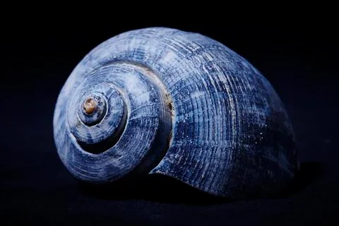 Blue Shell Spiral on Black Stock Photos