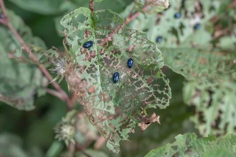Blue shiny bug beetle eating leaves and traces of its violent activity in Swe Stock Photos