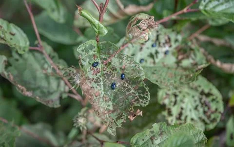 Blue shiny bug beetle eating leaves and traces of its violent activity in Swe Stock Photos