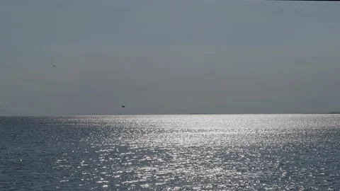 Blue Shiny Sun Rays At Oceans With Alone Seagull Aggressive Flying Stock Footage 159621953