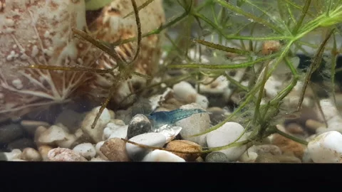 Blue shrimp in the aquarium Stock Footage 150492040