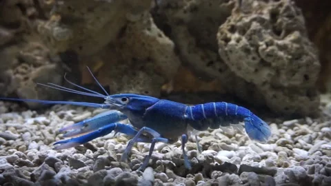 BLUE SHRIMP MAH00001 Stock Footage 145353728