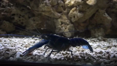 BLUE SHRIMP MAH00002 Stock Footage 145353960