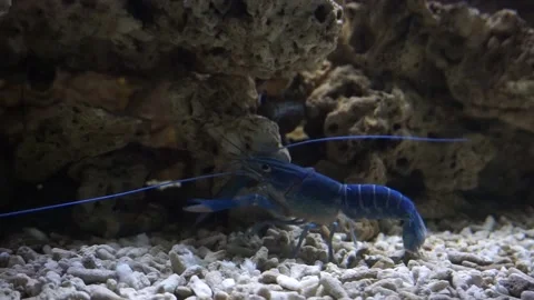 BLUE SHRIMP MAH00003 Stock Footage 145354025