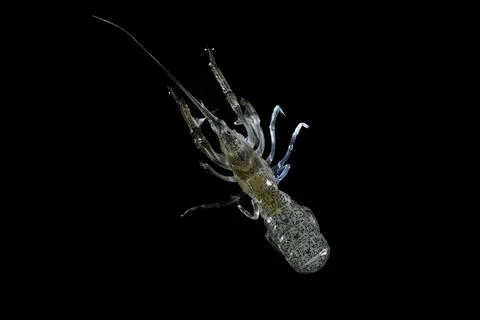 Blue shrimp Stock Photos