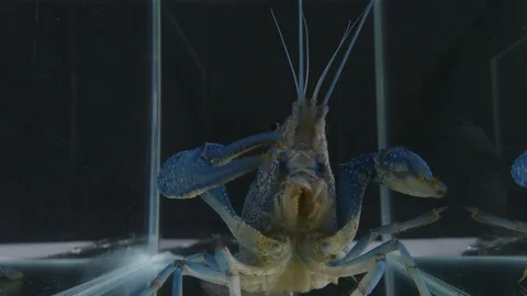 Blue shrimp underwater looking camera on black background, 스톡 동영상 92332658