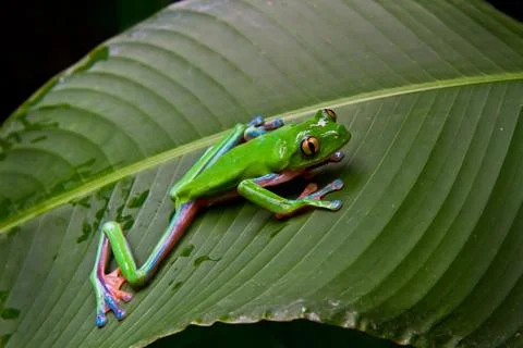 Blue-sided leaf frog-2 Stock Photos