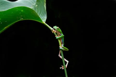 Blue sided leaf frog climbing Stock Photos