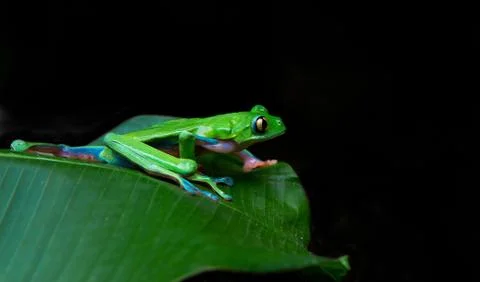 Blue sided leaf frog Stock Photos