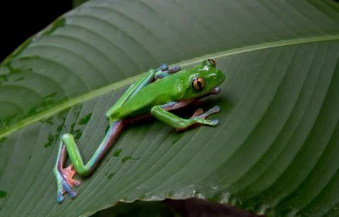 Blue-sided leaf frog Stock Photos