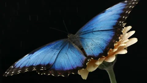 Blue silk morpho butterfly opening wings on a daisy flower on black background Stock Footage 146454866