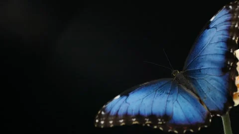 Blue silk morpho butterfly opening wings on a daisy flower on black background Stock Footage 147169951