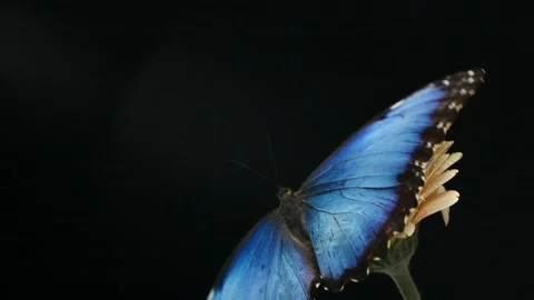Blue silk morpho butterfly opening wings on a daisy flower on black background Stock Footage 148065623