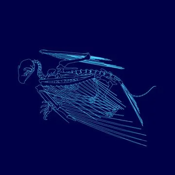 Blue skeleton of a bird with a long tail. The skeleton is drawn in blue 스톡 일러스트