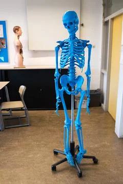 Blue Skeleton Stock Photos