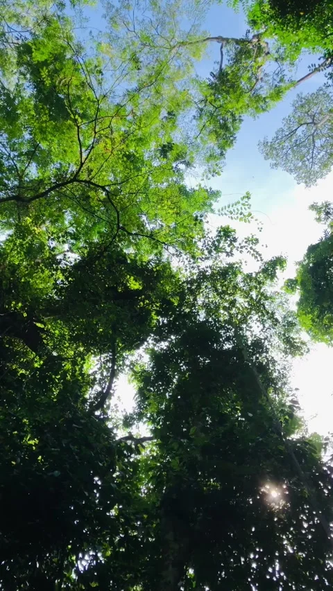 Blue Ski among the trees 스톡 동영상 233719003