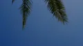 Blue Skies and Palm Tree Branches HD Footage