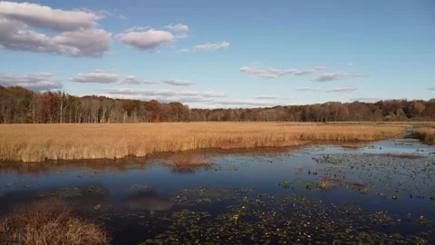 Blue skies over a marsh on a fall day Video stock 307533190